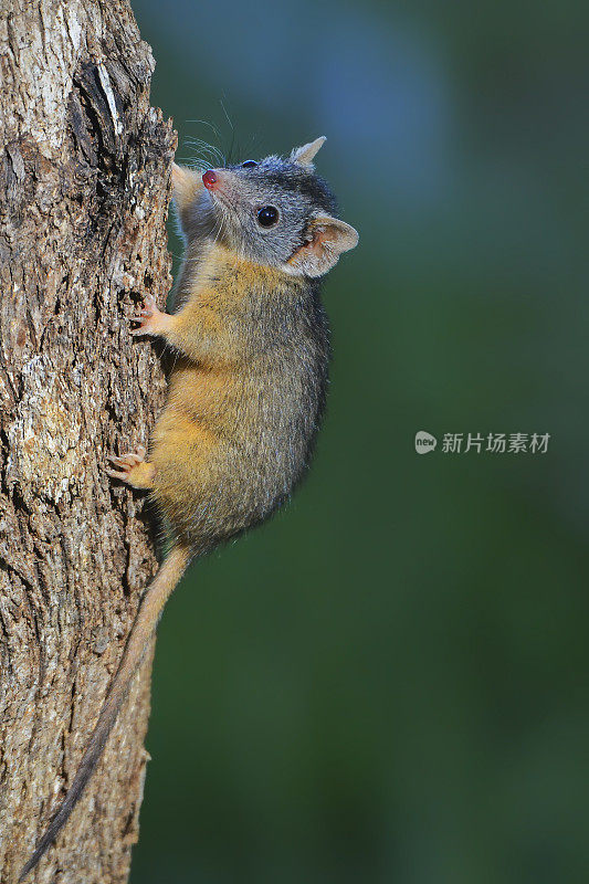 Yellow-footed antechinus